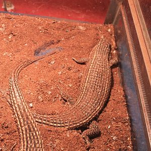 Reptile area at Fantasy Aquarium, Xi'an