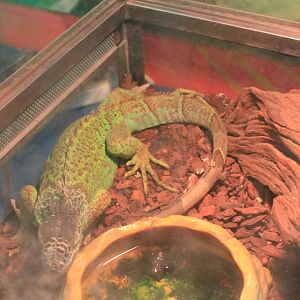 Reptile area at Fantasy Aquarium, Xi'an