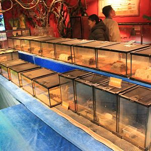 Reptile area at Fantasy Aquarium, Xi'an