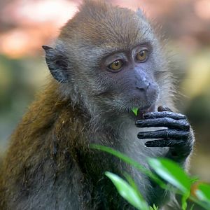 Long-tailed Macaque (Macaca fascicularis fascicularis)