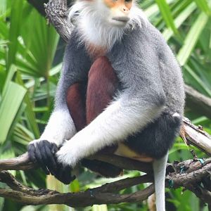 Red-shanked Douc (Pygathrix nemaeus)