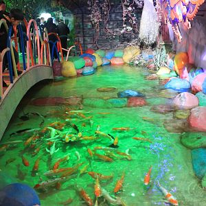Goldfish and Koi pool at Fantasy Aquarium, Xi'an