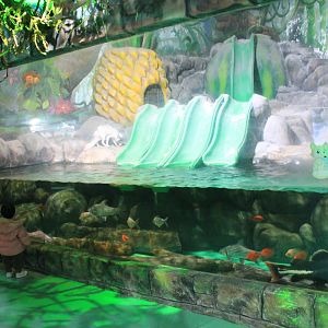 Fox aquarium at Fantasy Aquarium, Xi'an