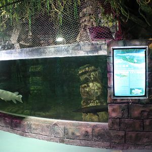 Alligator Gar tank at Fantasy Aquarium, Xi'an