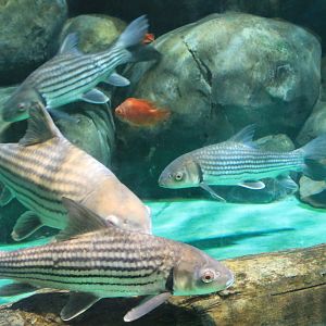 Fantasy Aquarium, Xi'an