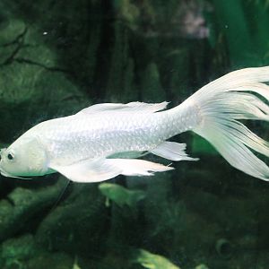 Butterfly Carp at Fantasy Aquarium, Xi'an