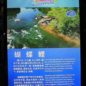 Butterfly Carp sign at Fantasy Aquarium, Xi'an