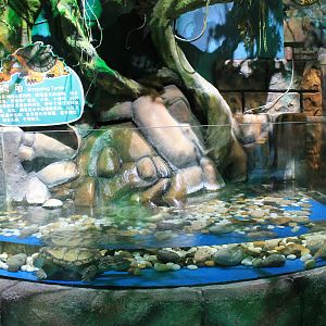Common Snapping Turtles at Fantasy Aquarium, Xi'an