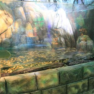 Chinese Giant Salamanders at Fantasy Aquarium, Xi'an