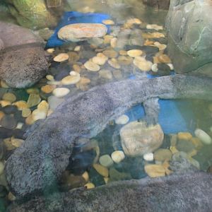 Chinese Giant Salamanders at Fantasy Aquarium, Xi'an