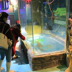 Siamese Crocodile at Fantasy Aquarium, Xi'an