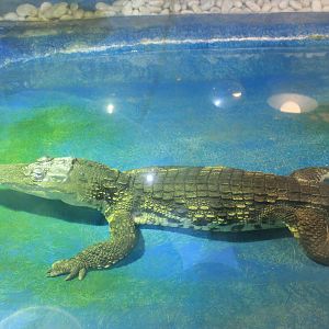 Siamese Crocodile at Fantasy Aquarium, Xi'an