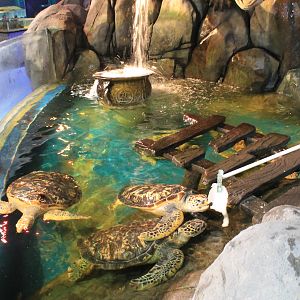 Green Turtles at Fantasy Aquarium, Xi'an