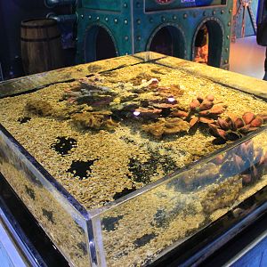 marine tank at Fantasy Aquarium, Xi'an