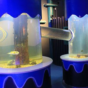joined tanks at Fantasy Aquarium, Xi'an