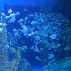 Oceanarium at Fantasy Aquarium, Xi'an