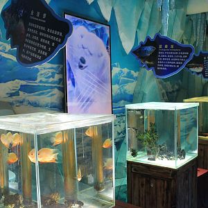 aquariums at Fantasy Aquarium, Xi'an