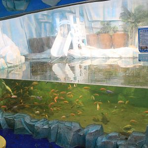 African Cichlids at Fantasy Aquarium, Xi'an
