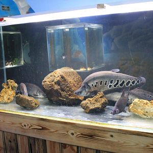 Knifefish at Fantasy Aquarium, Xi'an