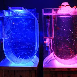 Jellyfish at Fantasy Aquarium, Xi'an