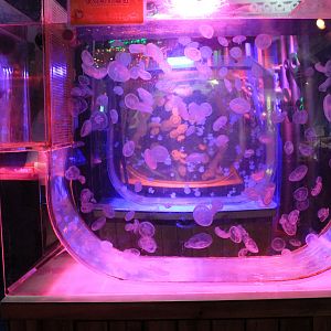 Jellyfish at Fantasy Aquarium, Xi'an