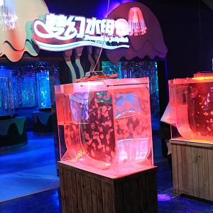 Jellyfish at Fantasy Aquarium, Xi'an