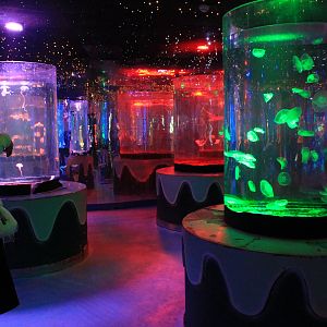 Jellyfish at Fantasy Aquarium, Xi'an