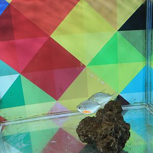 The Leo zodiac tank at Fantasy Aquarium, Xi'an