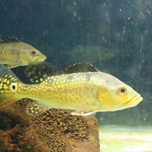 Cichla sp. at Fantasy Aquarium, Xi'an