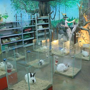 Zoo area at Fantasy Aquarium, Xi'an