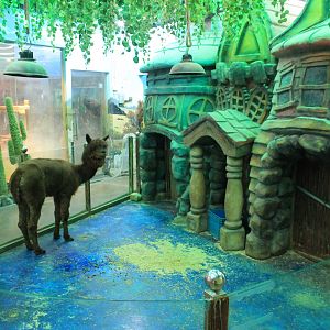 Zoo area at Fantasy Aquarium, Xi'an