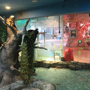 Zoo area at Fantasy Aquarium, Xi'an