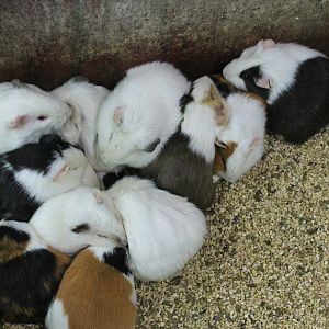 Zoo area at Fantasy Aquarium, Xi'an