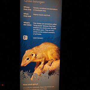 Northern Tree Shrew signage- 6th January 2025