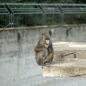 Mandrill (Mandrillus sphinx)