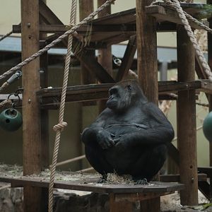 Western Lowland Gorilla (Gorilla gorilla gorilla)