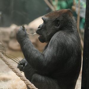 Western Lowland Gorilla (Gorilla gorilla gorilla)