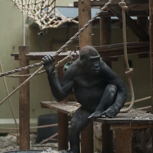 Western Lowland Gorilla (Gorilla gorilla gorilla)