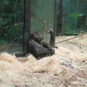 Western Lowland Gorilla (Gorilla gorilla gorilla)