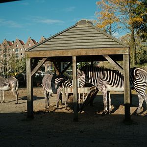 Grevy's zebra (Equus grevyi)