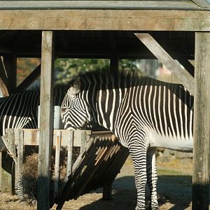 Grevy's zebra (Equus grevyi)