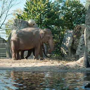 Asian Elephant (Elephas maximus)