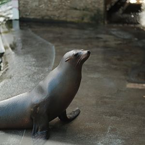 California Sea Lion (Zalophus californianus)