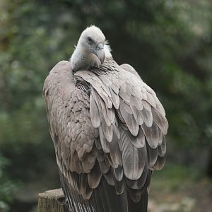 Griffon Vulture (Gyps fulvus)