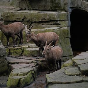 Alpine Ibex (Capra ibex)