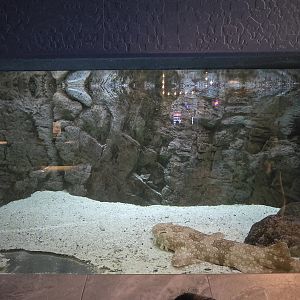 Predators - Wobbegong