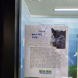 Baby animal nursery - jaguar