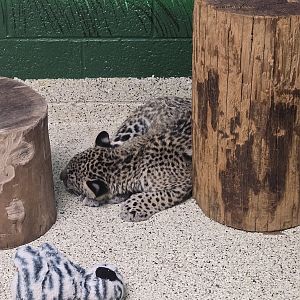 Baby animal nursery - jaguar
