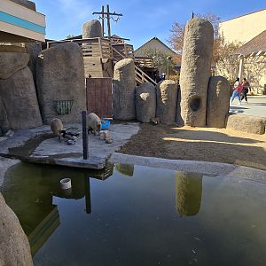 Aquarium - capybara exhibit