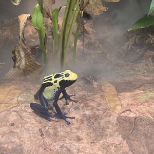 Gift shop - arrow frogs